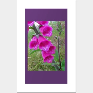 Foxglove (Digitalis) Posters and Art